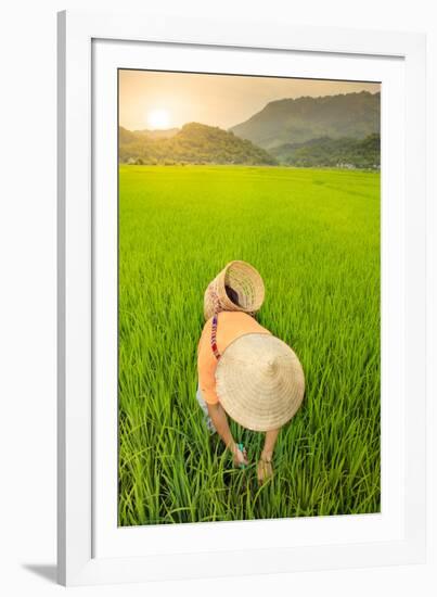 Farmer wearing a conical hat in rice fields, Mai Chau, Hoa Binh, Vietnam, Indochina, Southeast Asia-Alex Robinson-Framed Photographic Print