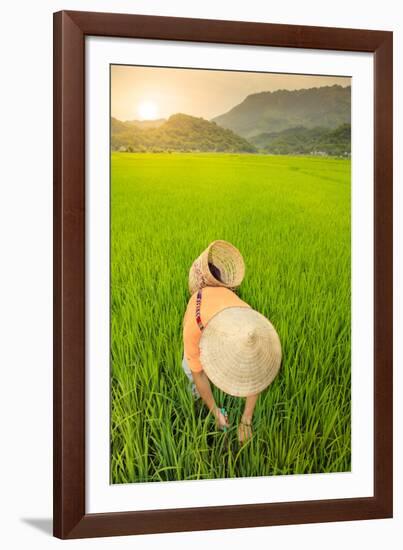 Farmer wearing a conical hat in rice fields, Mai Chau, Hoa Binh, Vietnam, Indochina, Southeast Asia-Alex Robinson-Framed Photographic Print
