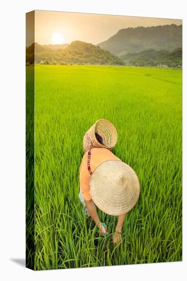 Farmer wearing a conical hat in rice fields, Mai Chau, Hoa Binh, Vietnam, Indochina, Southeast Asia-Alex Robinson-Stretched Canvas