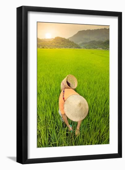 Farmer wearing a conical hat in rice fields, Mai Chau, Hoa Binh, Vietnam, Indochina, Southeast Asia-Alex Robinson-Framed Photographic Print