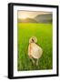 Farmer wearing a conical hat in rice fields, Mai Chau, Hoa Binh, Vietnam, Indochina, Southeast Asia-Alex Robinson-Framed Photographic Print