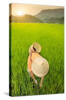 Farmer wearing a conical hat in rice fields, Mai Chau, Hoa Binh, Vietnam, Indochina, Southeast Asia-Alex Robinson-Stretched Canvas
