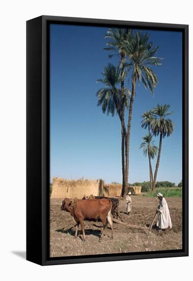 Farmer with an Ox-Drawn Plough, Dendera, Egypt-Vivienne Sharp-Framed Stretched Canvas