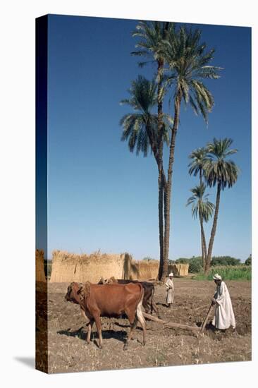 Farmer with an Ox-Drawn Plough, Dendera, Egypt-Vivienne Sharp-Stretched Canvas