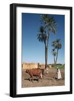Farmer with an Ox-Drawn Plough, Dendera, Egypt-Vivienne Sharp-Framed Photographic Print