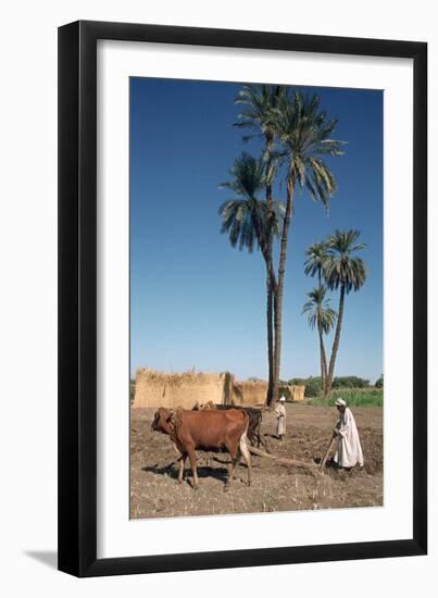 Farmer with an Ox-Drawn Plough, Dendera, Egypt-Vivienne Sharp-Framed Photographic Print