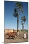 Farmer with an Ox-Drawn Plough, Dendera, Egypt-Vivienne Sharp-Mounted Photographic Print