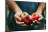 Farmer with Apples-mythja-Mounted Photographic Print