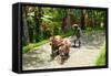 Farmer with Oxen Working in Paddy Field, Rejasa, Penebel, Bali, Indonesia-null-Framed Stretched Canvas