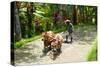 Farmer with Oxen Working in Paddy Field, Rejasa, Penebel, Bali, Indonesia-null-Stretched Canvas