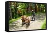 Farmer with Oxen Working in Paddy Field, Rejasa, Penebel, Bali, Indonesia-null-Framed Stretched Canvas