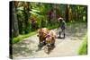 Farmer with Oxen Working in Paddy Field, Rejasa, Penebel, Bali, Indonesia-null-Stretched Canvas