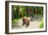 Farmer with Oxen Working in Paddy Field, Rejasa, Penebel, Bali, Indonesia-null-Framed Photographic Print