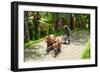 Farmer with Oxen Working in Paddy Field, Rejasa, Penebel, Bali, Indonesia-null-Framed Photographic Print