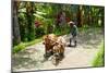 Farmer with Oxen Working in Paddy Field, Rejasa, Penebel, Bali, Indonesia-null-Mounted Photographic Print