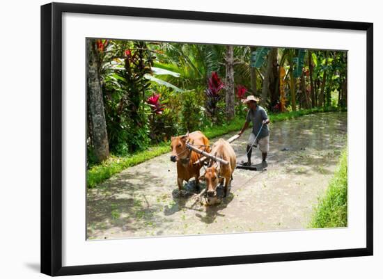 Farmer with Oxen Working in Paddy Field, Rejasa, Penebel, Bali, Indonesia-null-Framed Photographic Print