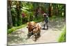 Farmer with Oxen Working in Paddy Field, Rejasa, Penebel, Bali, Indonesia-null-Mounted Photographic Print
