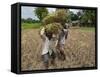 Farmers Harvesting Ripe Rice, Koch Bihar, West Bengal, India, Asia-Eitan Simanor-Framed Stretched Canvas