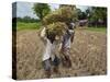 Farmers Harvesting Ripe Rice, Koch Bihar, West Bengal, India, Asia-Eitan Simanor-Stretched Canvas