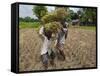 Farmers Harvesting Ripe Rice, Koch Bihar, West Bengal, India, Asia-Eitan Simanor-Framed Stretched Canvas