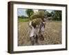 Farmers Harvesting Ripe Rice, Koch Bihar, West Bengal, India, Asia-Eitan Simanor-Framed Photographic Print