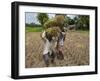 Farmers Harvesting Ripe Rice, Koch Bihar, West Bengal, India, Asia-Eitan Simanor-Framed Photographic Print