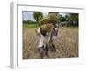 Farmers Harvesting Ripe Rice, Koch Bihar, West Bengal, India, Asia-Eitan Simanor-Framed Photographic Print