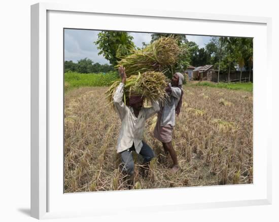 Farmers Harvesting Ripe Rice, Koch Bihar, West Bengal, India, Asia-Eitan Simanor-Framed Photographic Print