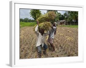 Farmers Harvesting Ripe Rice, Koch Bihar, West Bengal, India, Asia-Eitan Simanor-Framed Photographic Print