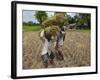 Farmers Harvesting Ripe Rice, Koch Bihar, West Bengal, India, Asia-Eitan Simanor-Framed Photographic Print