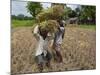 Farmers Harvesting Ripe Rice, Koch Bihar, West Bengal, India, Asia-Eitan Simanor-Mounted Photographic Print