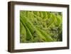 Farmers on the Rice Terrace, Longsheng, Guangxi Province, China-Keren Su-Framed Photographic Print