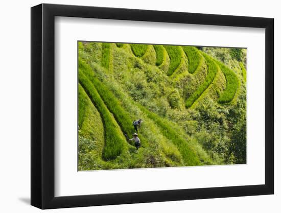 Farmers on the Rice Terrace, Longsheng, Guangxi Province, China-Keren Su-Framed Photographic Print