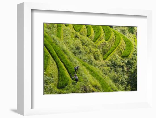 Farmers on the Rice Terrace, Longsheng, Guangxi Province, China-Keren Su-Framed Photographic Print