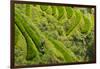 Farmers on the Rice Terrace, Longsheng, Guangxi Province, China-Keren Su-Framed Photographic Print