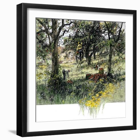 Farmers Picking Apples in the Fall, c.1800-null-Framed Giclee Print