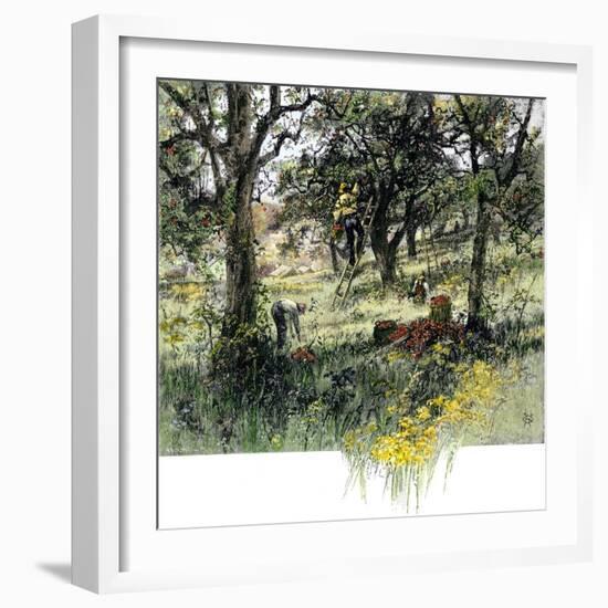 Farmers Picking Apples in the Fall, c.1800-null-Framed Giclee Print