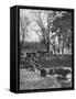 Farmers Rounding Up Bulls, Driving Them Through a Stream-null-Framed Stretched Canvas