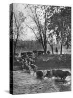 Farmers Rounding Up Bulls, Driving Them Through a Stream-null-Stretched Canvas