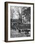 Farmers Rounding Up Bulls, Driving Them Through a Stream-null-Framed Photographic Print
