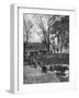 Farmers Rounding Up Bulls, Driving Them Through a Stream-null-Framed Photographic Print