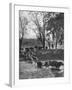 Farmers Rounding Up Bulls, Driving Them Through a Stream-null-Framed Photographic Print