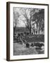 Farmers Rounding Up Bulls, Driving Them Through a Stream-null-Framed Photographic Print