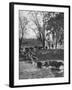 Farmers Rounding Up Bulls, Driving Them Through a Stream-null-Framed Photographic Print