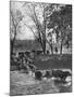 Farmers Rounding Up Bulls, Driving Them Through a Stream-null-Mounted Photographic Print