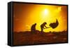 Farmers Silhouettes at Sunset. Rice Grain Threshing during Harvest Time in Northern Thailand-Banana Republic images-Framed Stretched Canvas