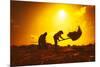 Farmers Silhouettes at Sunset. Rice Grain Threshing during Harvest Time in Northern Thailand-Banana Republic images-Mounted Photographic Print