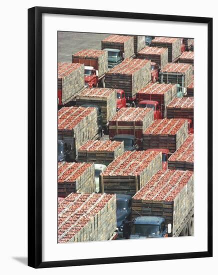 Farmers' Trucks, Each Carrying an Average of 400-500 Lugs of Tomatoes, Outside Campbell's Soup Co-Art Rickerby-Framed Photographic Print