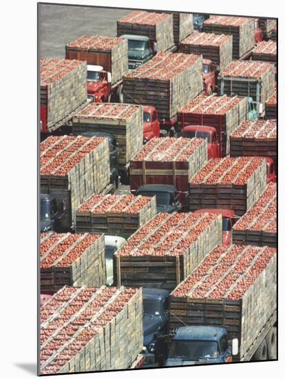 Farmers' Trucks, Each Carrying an Average of 400-500 Lugs of Tomatoes, Outside Campbell's Soup Co-Art Rickerby-Mounted Photographic Print