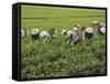 Farmers Wearing Conical Hat Picking Tea Leaves at Tea Plantation, Vietnam-Keren Su-Framed Stretched Canvas